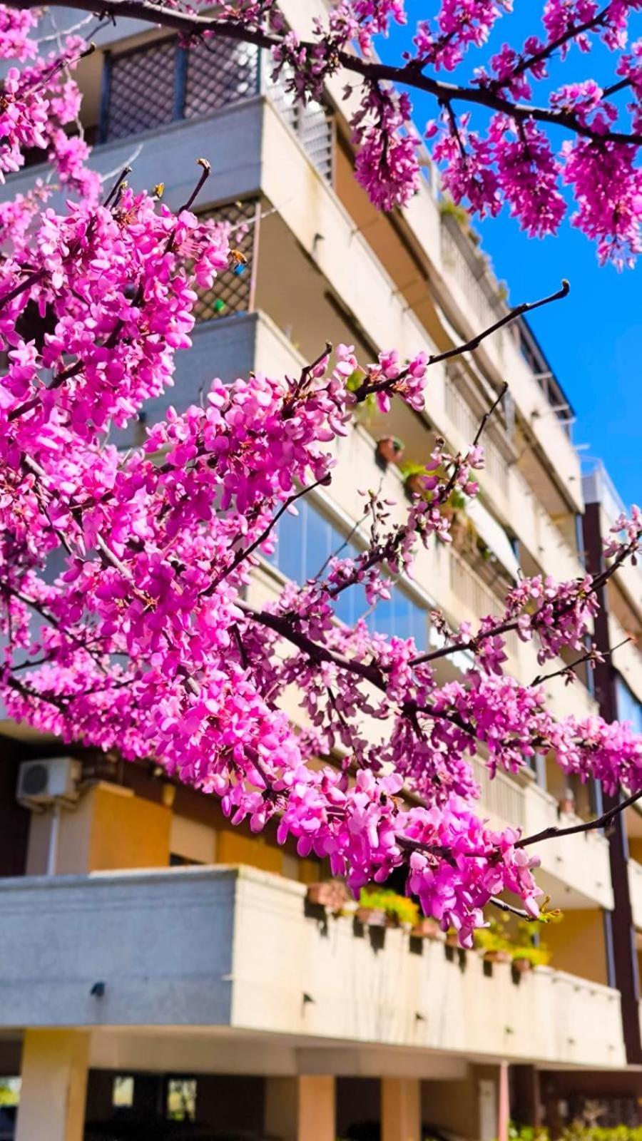 Rome Sweet Home Vitinia Exterior photo